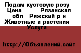 Подам кустовую розу › Цена ­ 200 - Рязанская обл., Ряжский р-н Животные и растения » Услуги   